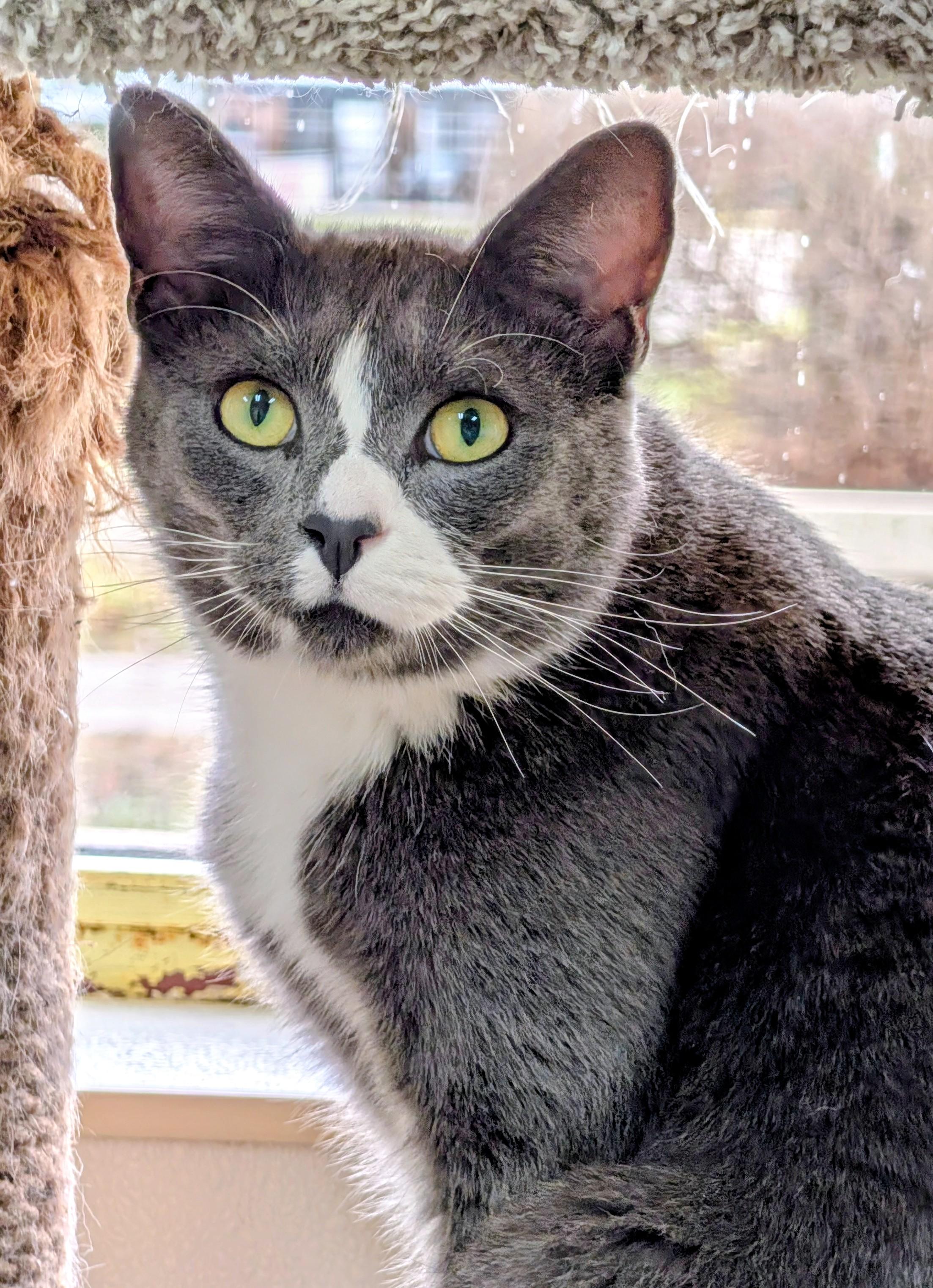 Enlarge Dewey, a Adoptable Domestic Short Hair in Decatur, IL image 1/4