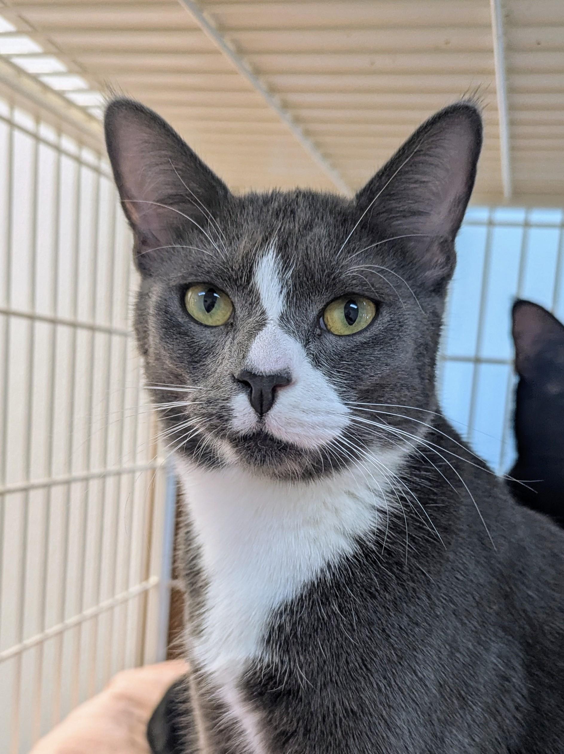 Enlarge Dewey, a Adoptable Domestic Short Hair in Decatur, IL image 1/3