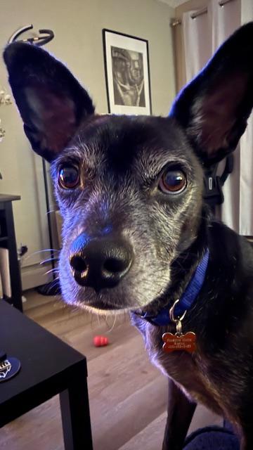 Enlarge Negrito, a ADOPTABLE mixed breed in Calgary, AB image 2/5