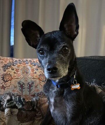 Negrito, ADOPTABLE, Adult Male Chihuahua.