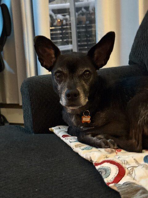 Enlarge Negrito, a ADOPTABLE mixed breed in Calgary, AB image 5/5