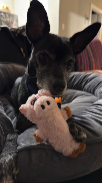 Enlarge Negrito, a ADOPTABLE mixed breed in Calgary, AB image 4/5