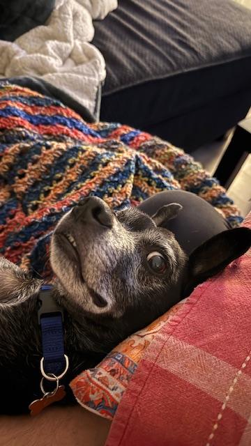 Enlarge Negrito, a ADOPTABLE mixed breed in Calgary, AB image 3/5