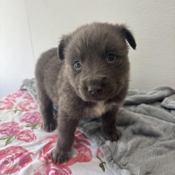 Tartlet, Adoptable, Puppy Male Labrador Retriever & Mixed Breed.