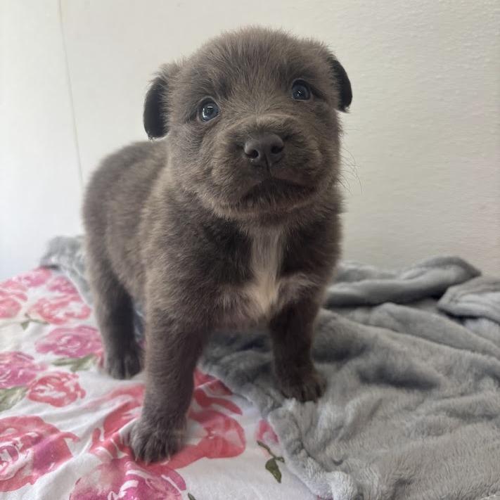 Enlarge Tartlet, a Adoptable mixed breed in North Charleston, SC image 2/6