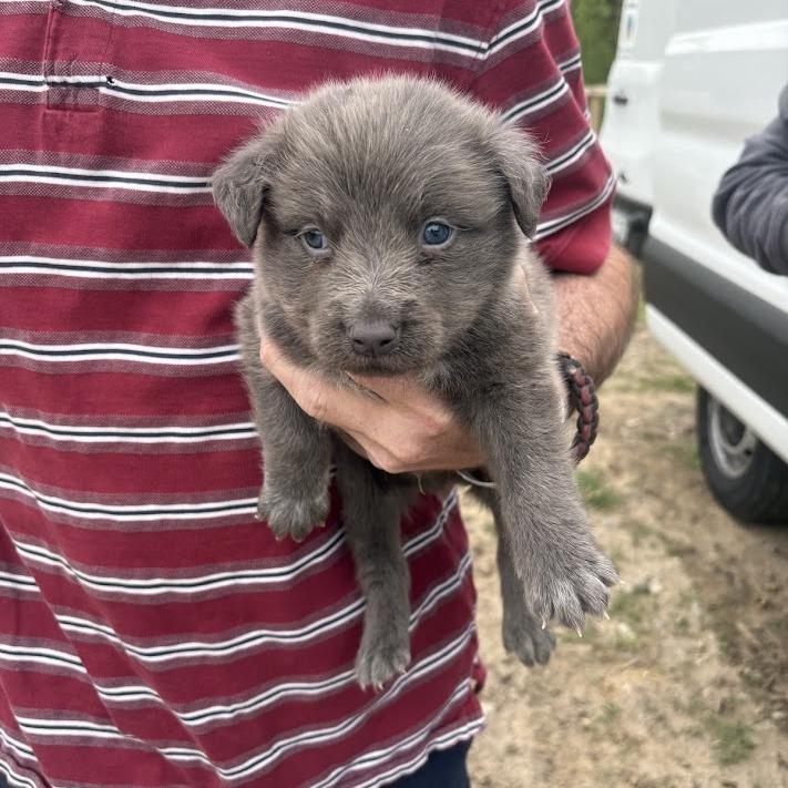 Enlarge Tartlet, a Adoptable mixed breed in North Charleston, SC image 3/6