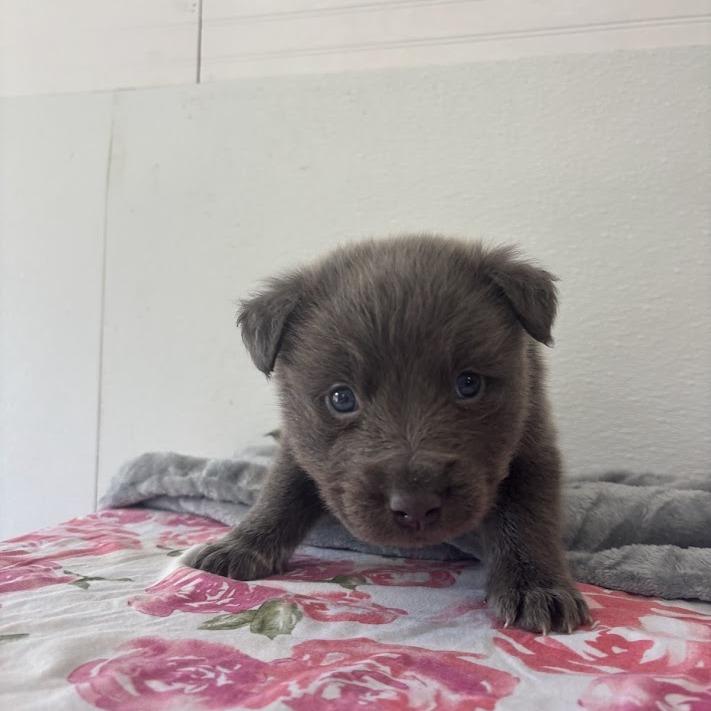 Enlarge Tartlet, a Adoptable mixed breed in North Charleston, SC image 4/6