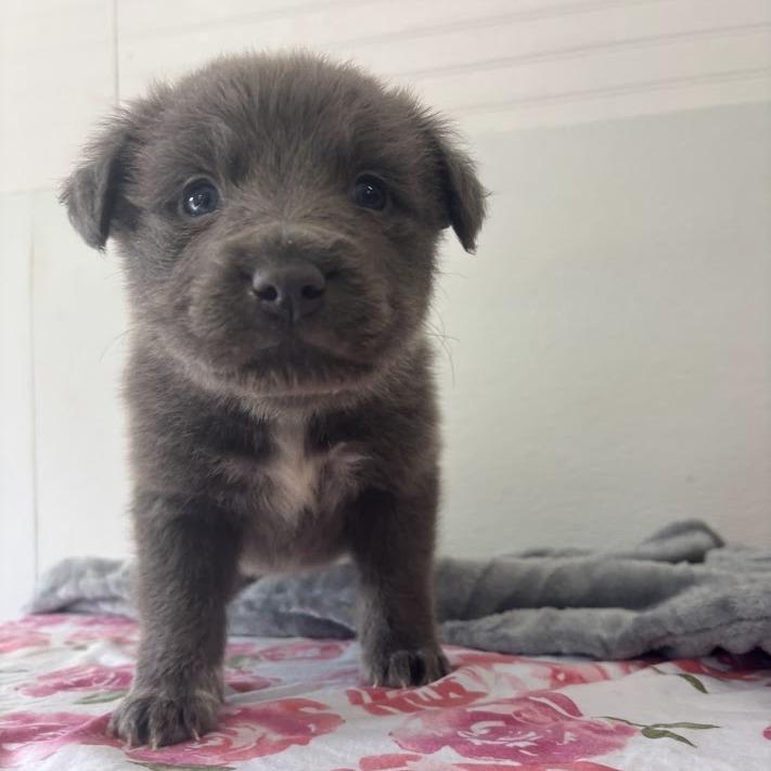 Enlarge Tartlet, a Adoptable mixed breed in North Charleston, SC image 5/6