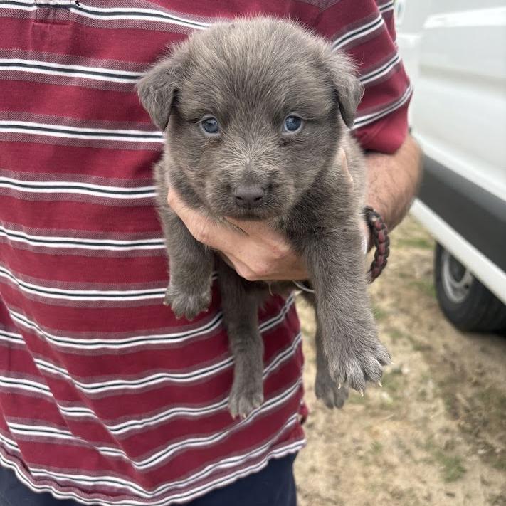 Enlarge Tartlet, a Adoptable mixed breed in North Charleston, SC image 6/6