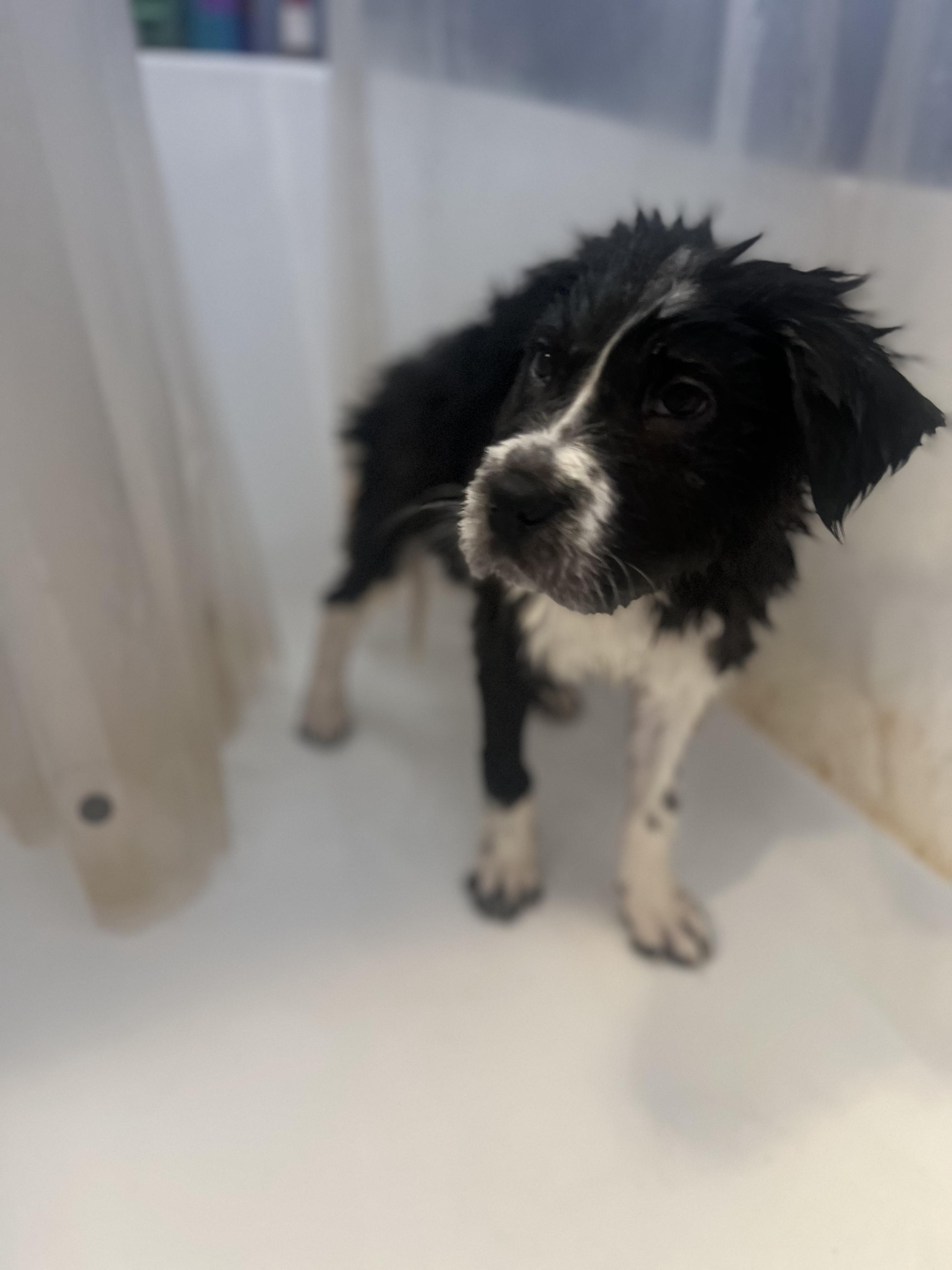 Enlarge Zeus, a ADOPTABLE mixed breed in Fort Collins, CO image 4/5