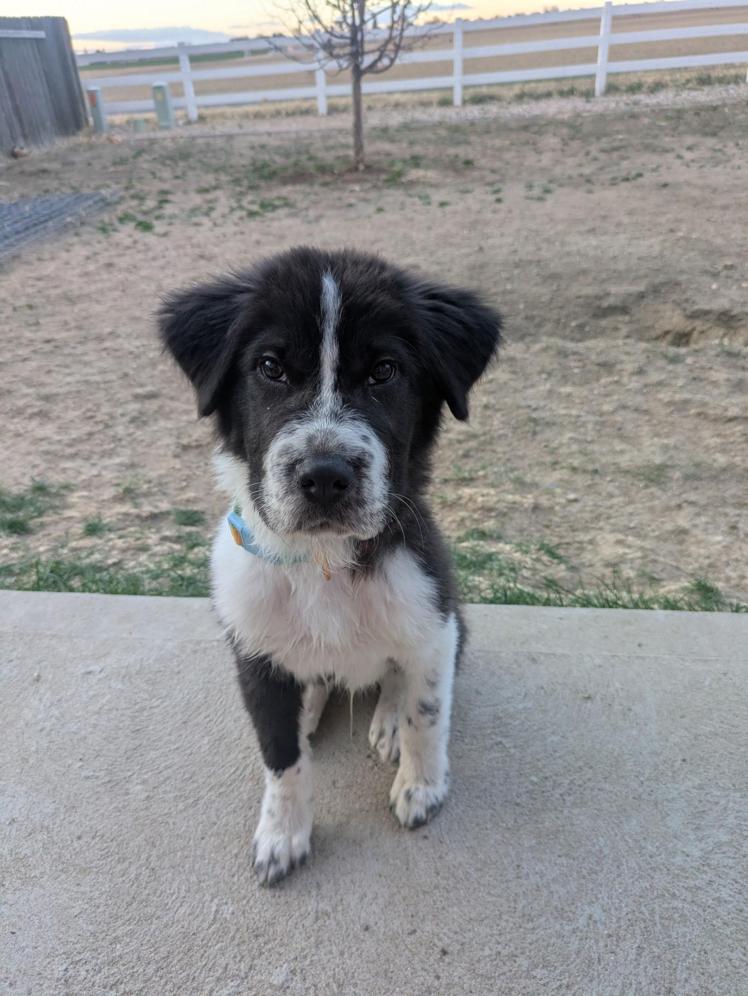 Zeus, ADOPTABLE, Puppy Male Chow Chow.