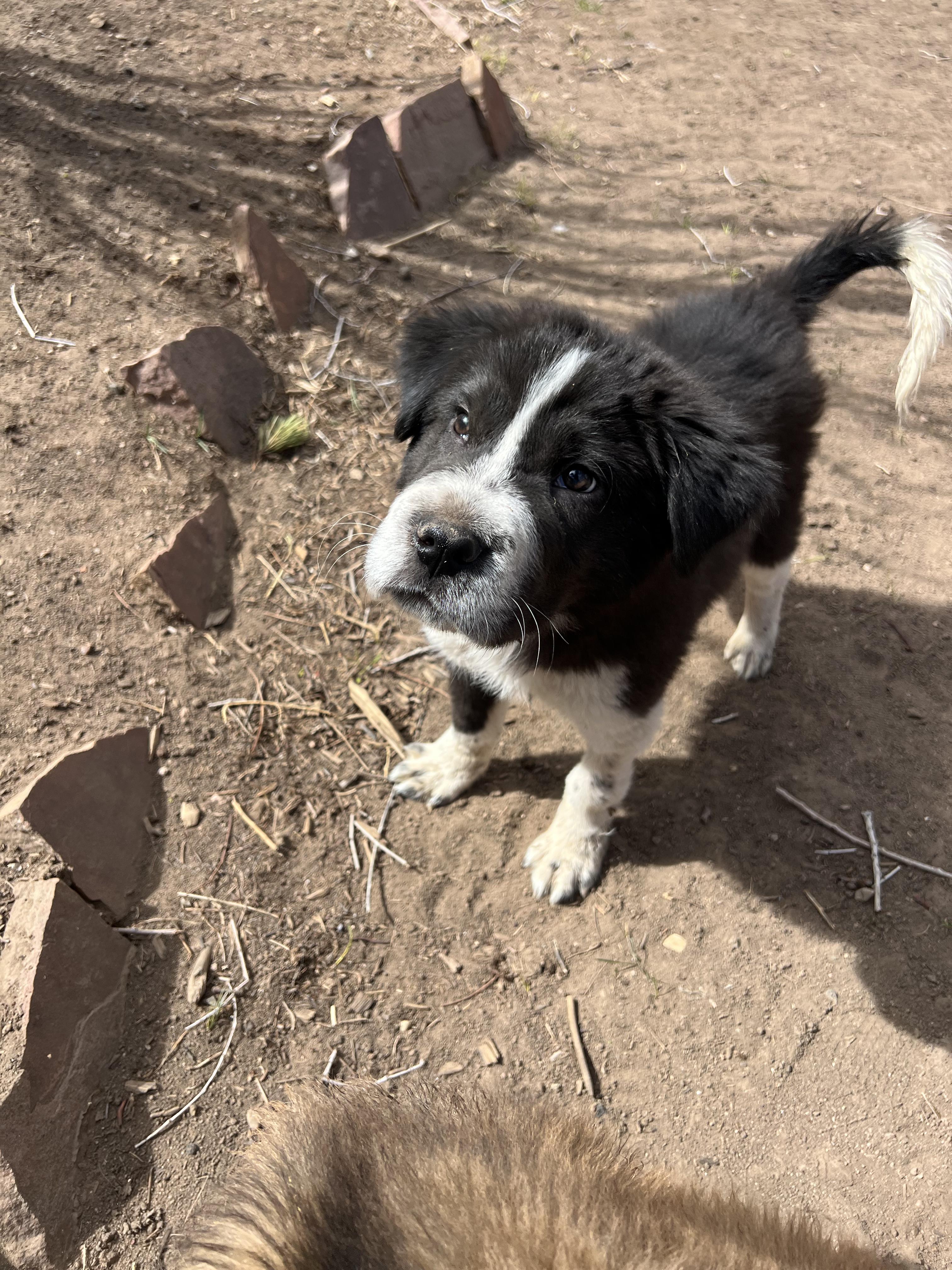 Enlarge Zeus, a ADOPTABLE mixed breed in Fort Collins, CO image 2/5