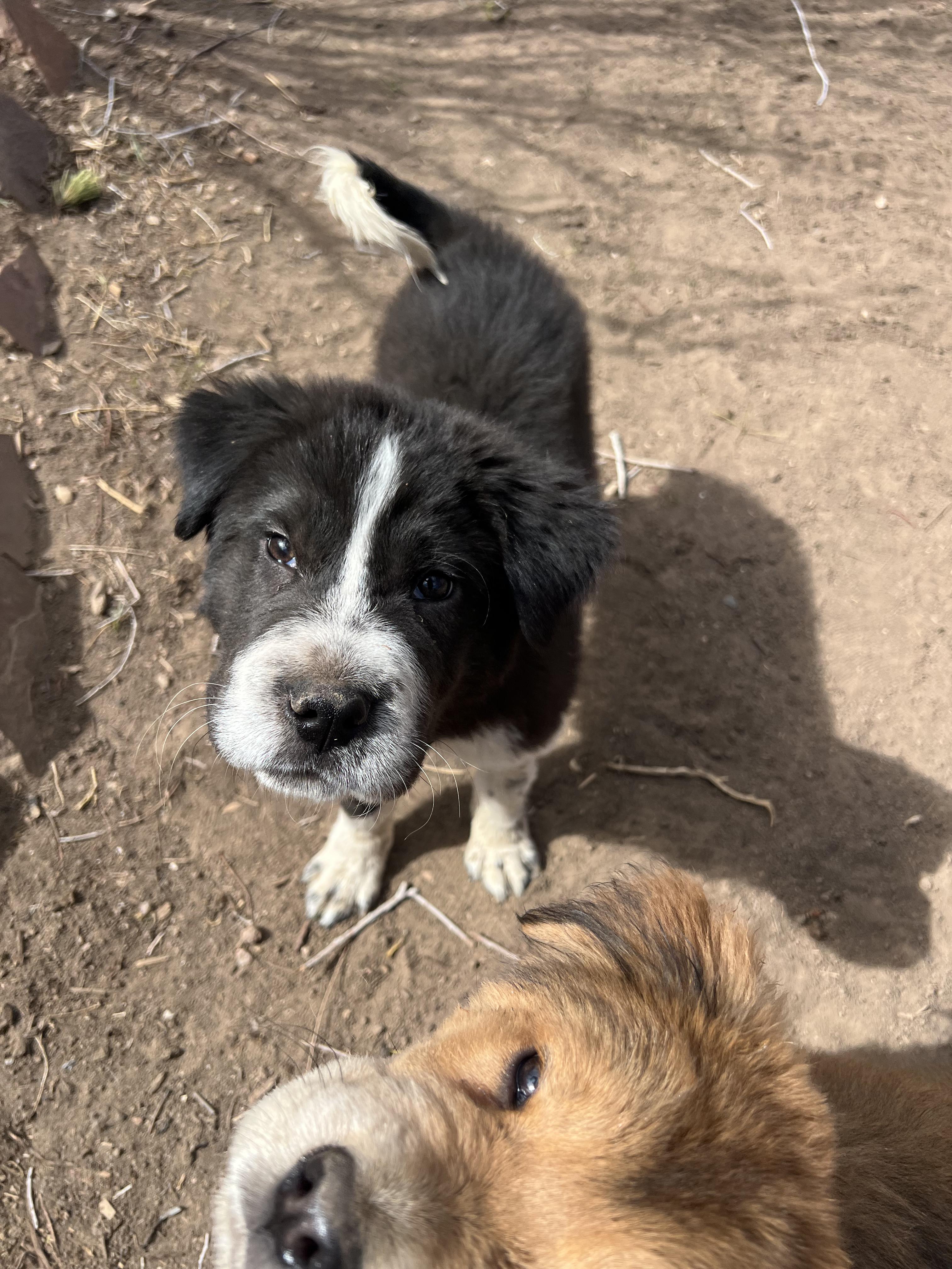 Enlarge Zeus, a ADOPTABLE mixed breed in Fort Collins, CO image 5/5