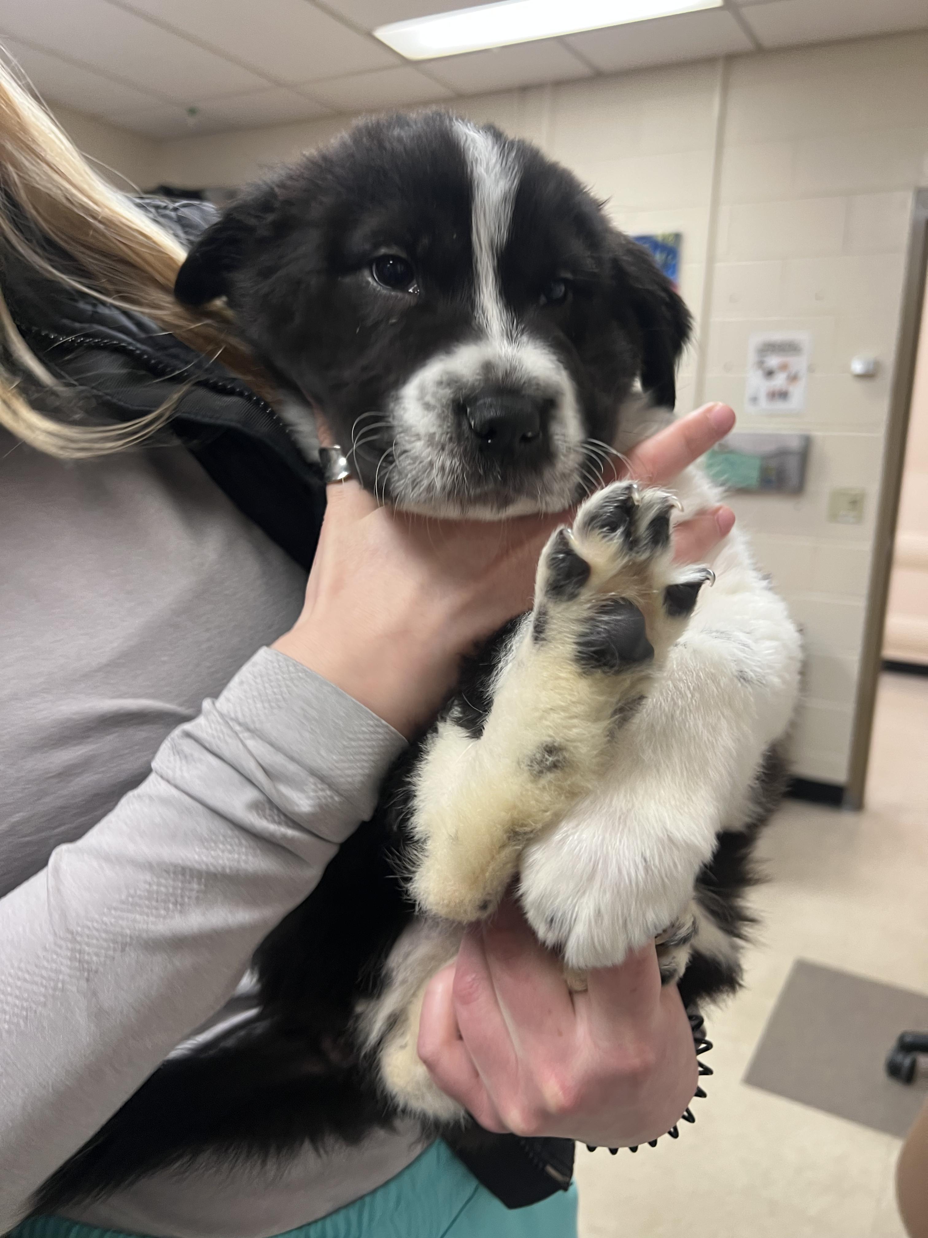 Enlarge Zeus, a ADOPTABLE mixed breed in Fort Collins, CO image 1/5
