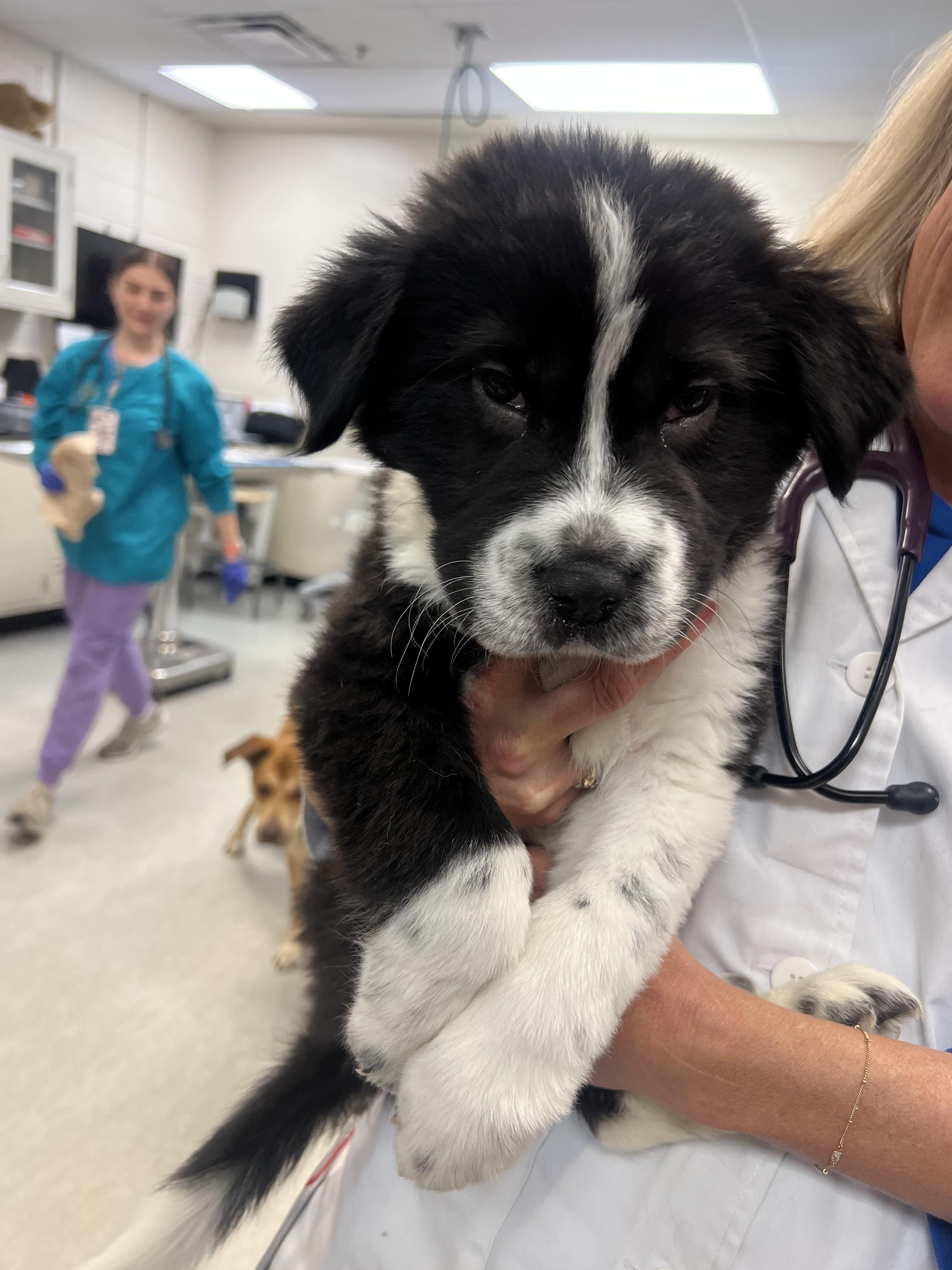 Enlarge Zeus, a ADOPTABLE mixed breed in Fort Collins, CO image 3/5