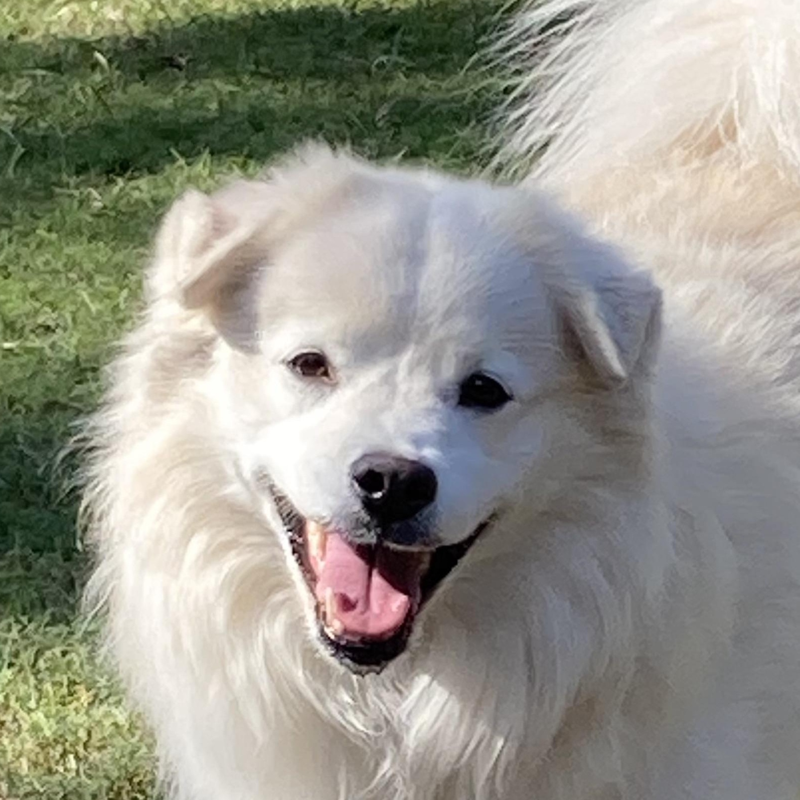 Hubbub, a Adoptable mixed breed in Houston, TX image 2/5