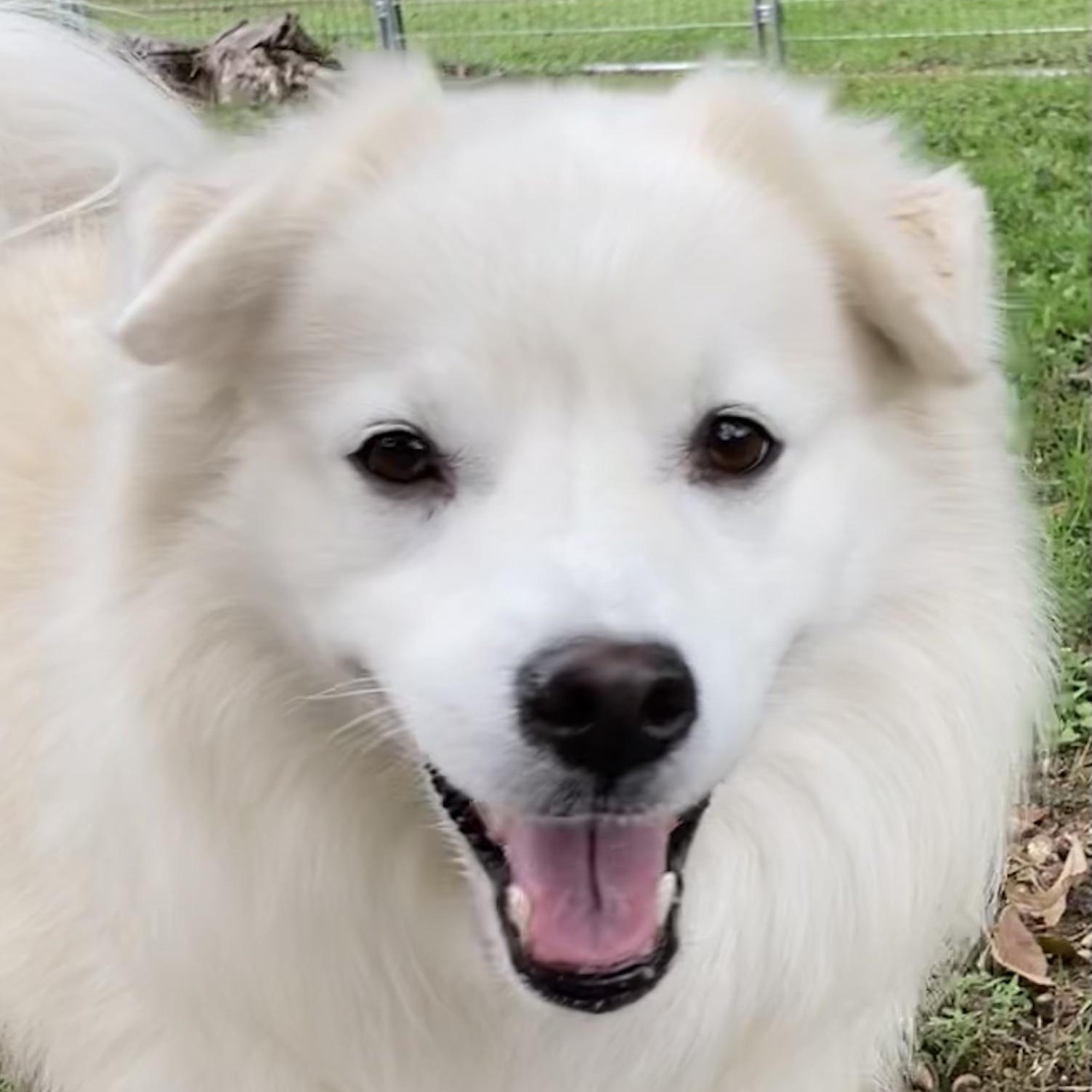 Hubbub, a Adoptable mixed breed in Houston, TX image 1/5