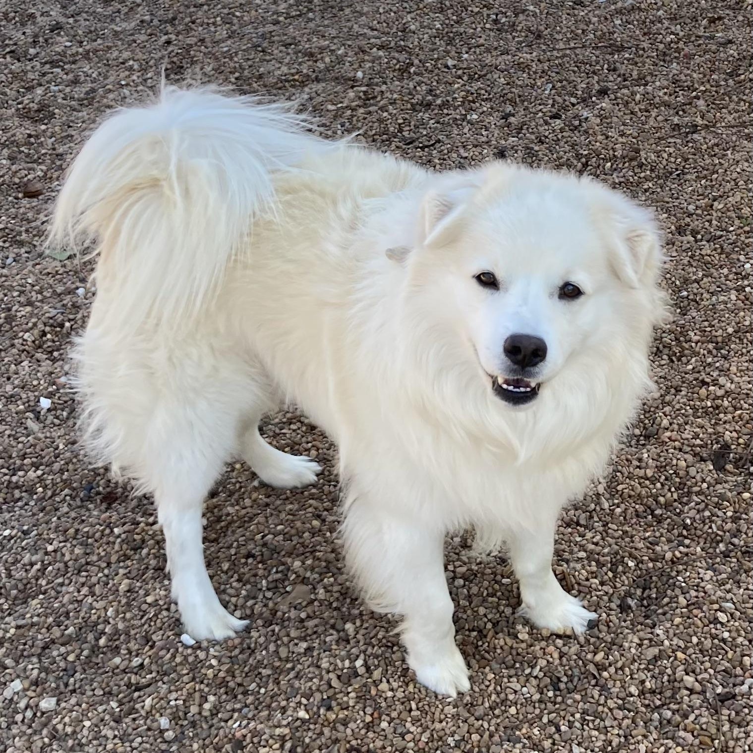 Hubbub, a Adoptable mixed breed in Houston, TX image 3/5
