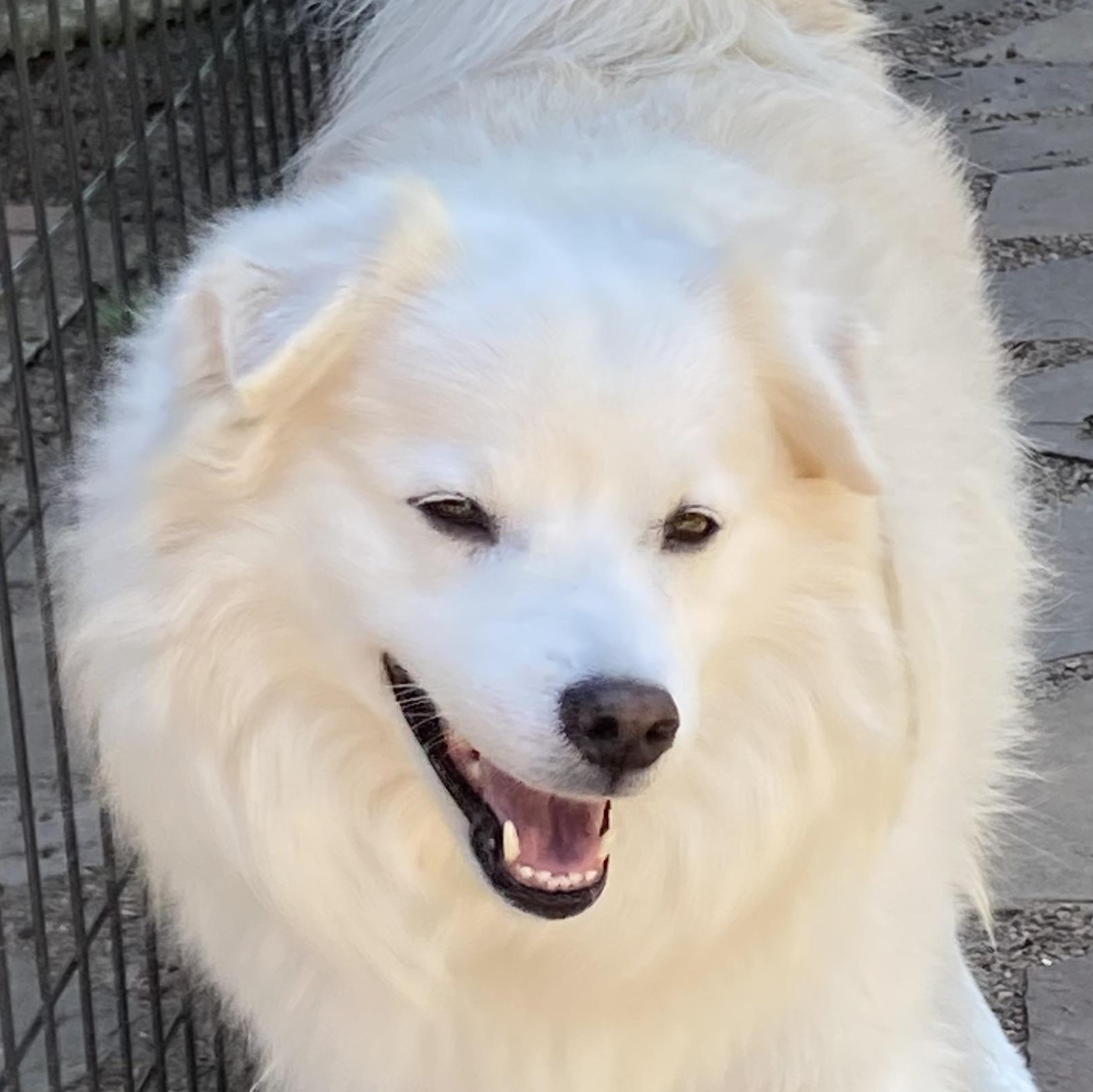 Hubbub, a Adoptable mixed breed in Houston, TX image 4/5