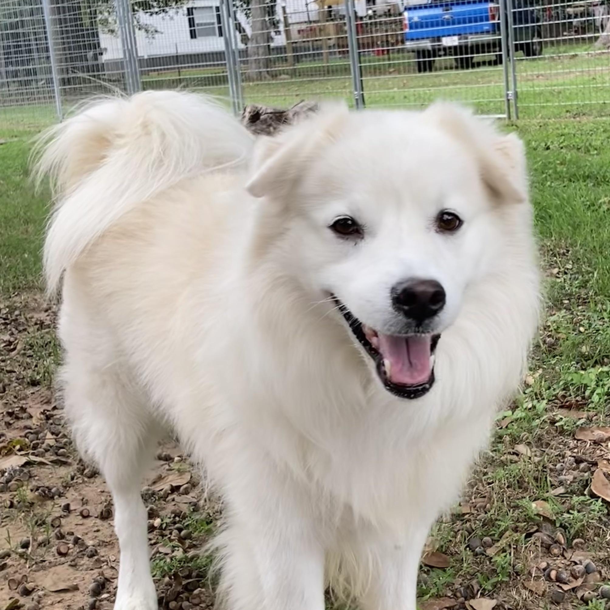 Hubbub, a Adoptable mixed breed in Houston, TX image 5/5