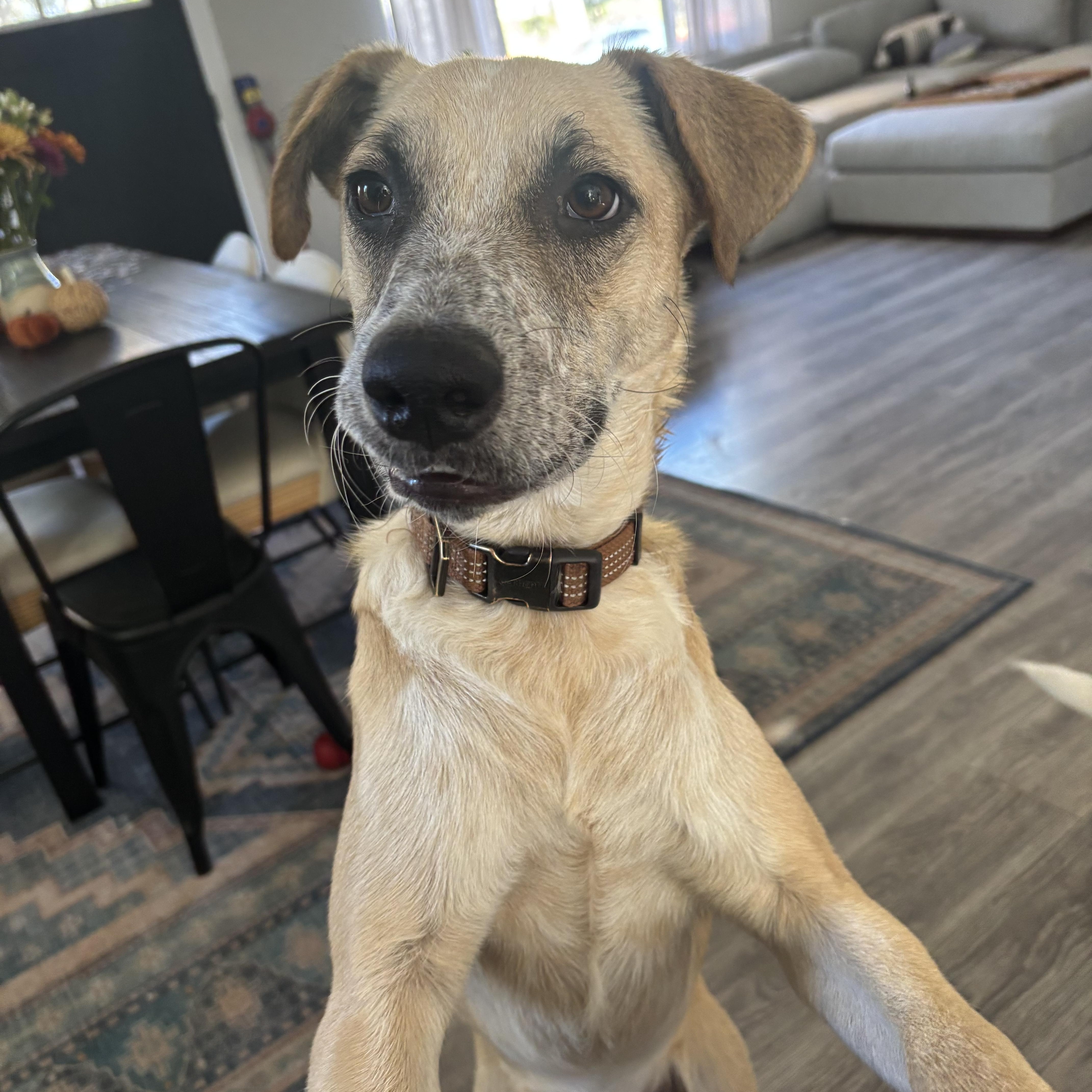 Flash, Adoptable, Young Male Shepherd.