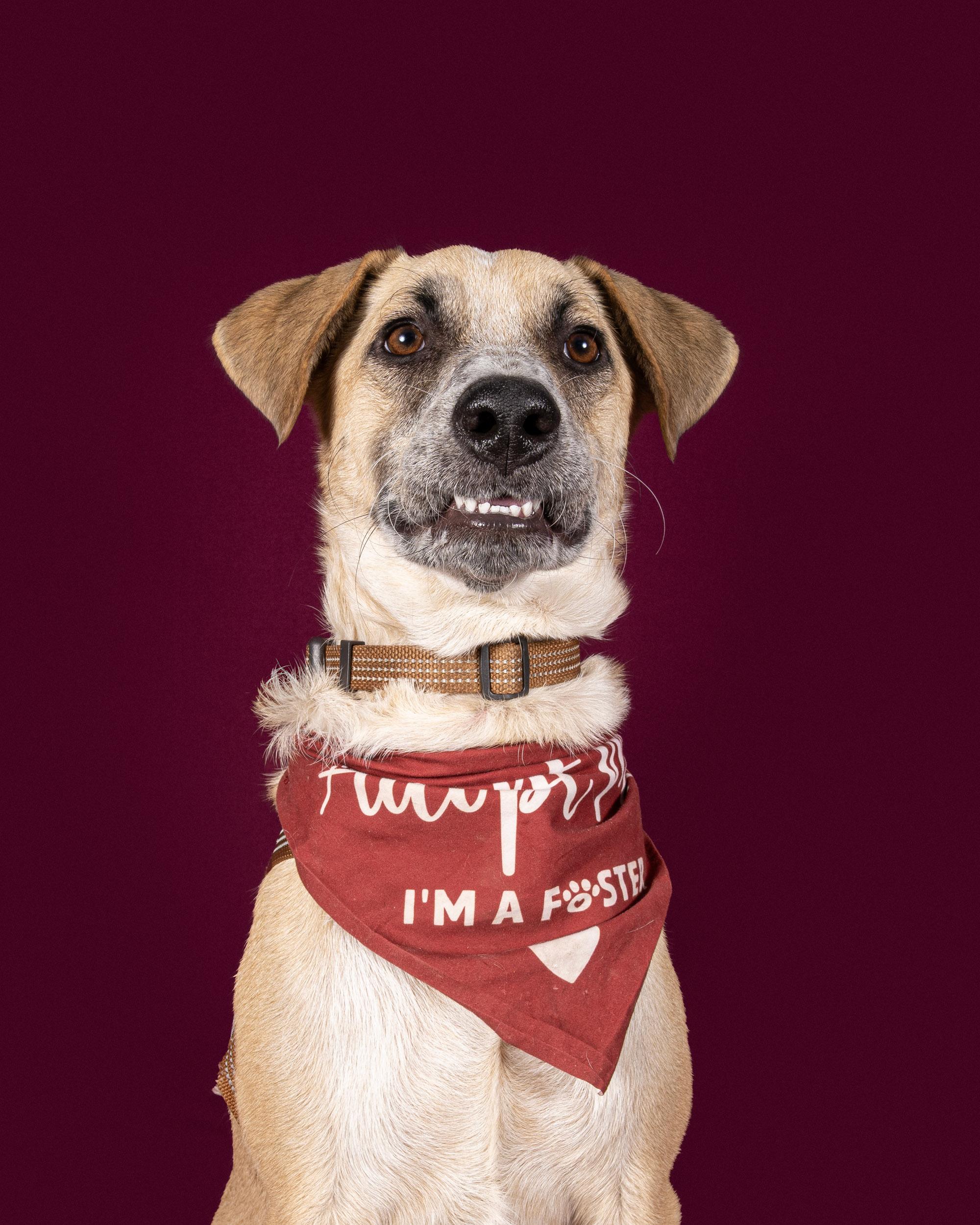 Enlarge Flash, a Adoptable mixed breed in Commerce City, CO image 2/6