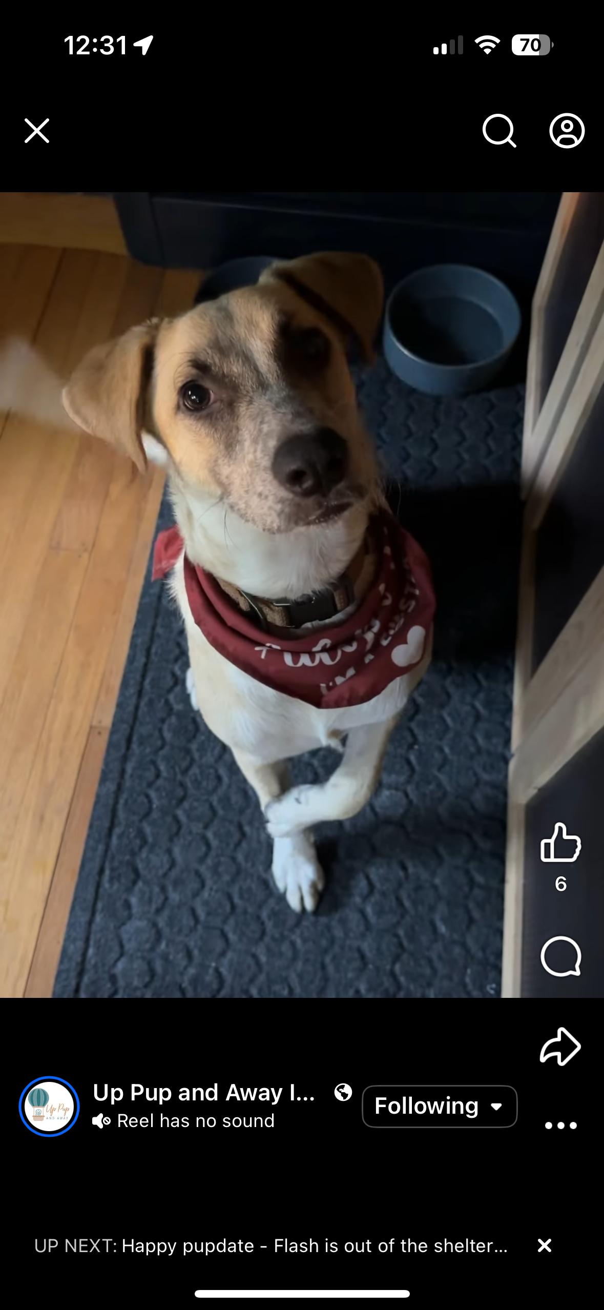 Enlarge Flash, a Adoptable mixed breed in Commerce City, CO image 3/6