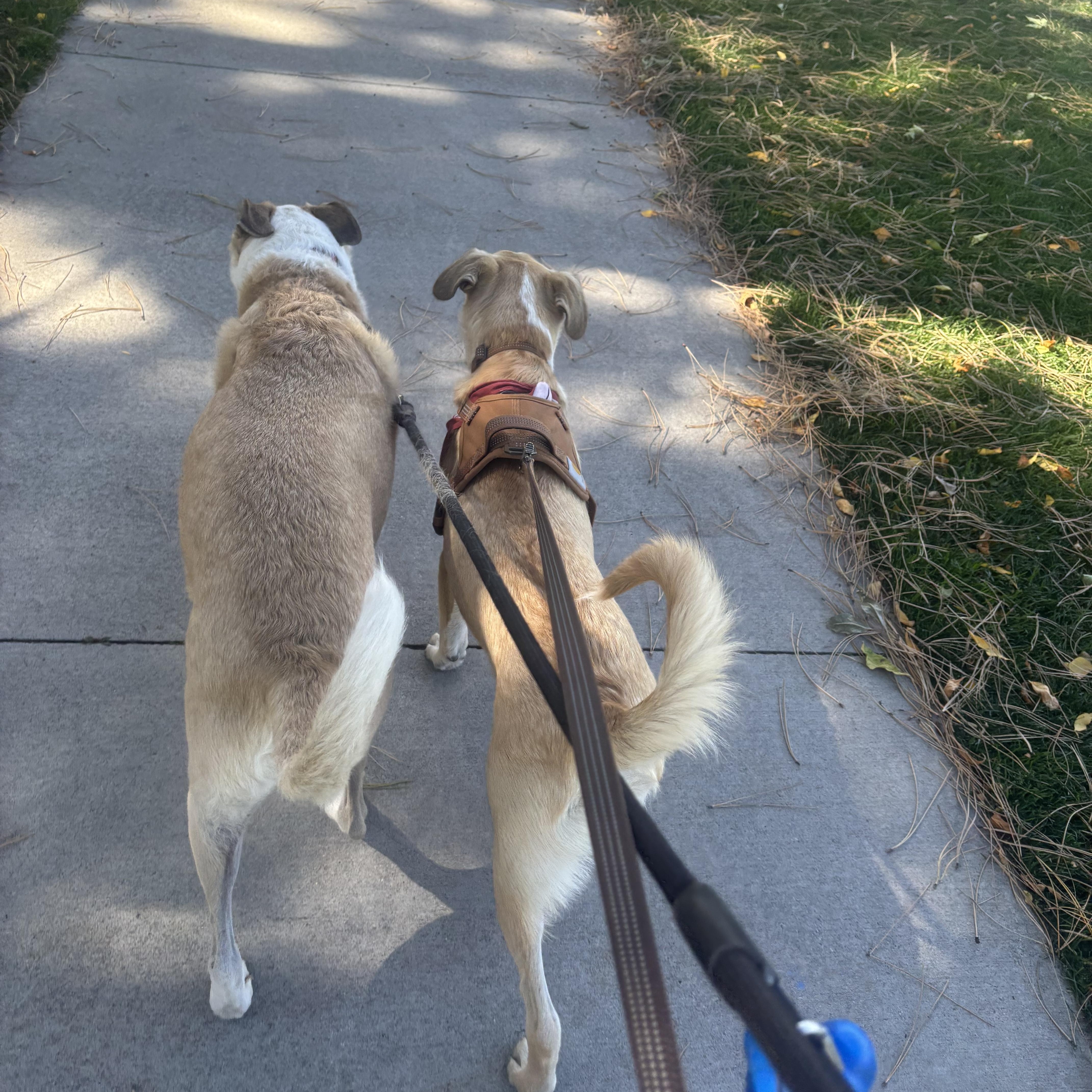 Enlarge Flash, a Adoptable mixed breed in Commerce City, CO image 4/6