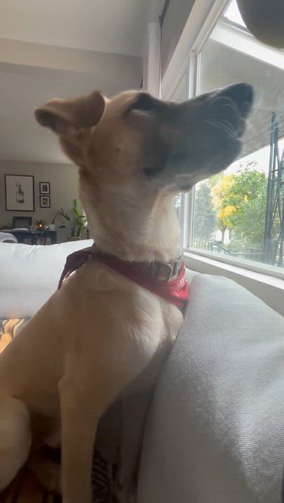 Enlarge Flash, a Adoptable mixed breed in Commerce City, CO video 6/6