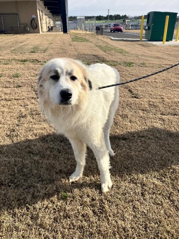 Enlarge Benz, a Adoptable Great Pyrenees in Jackson, TN image 1/4