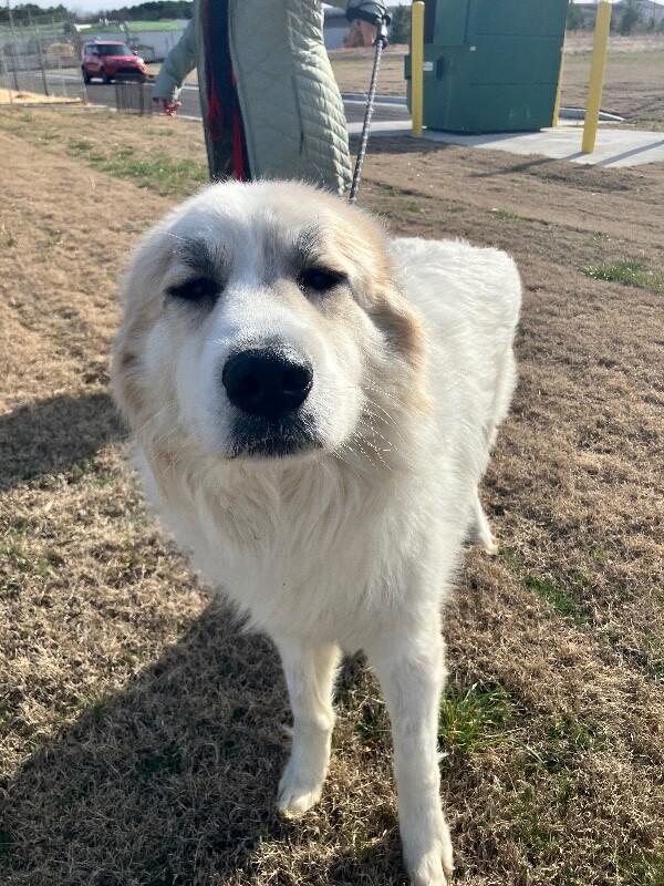 Enlarge Benz, a Adoptable Great Pyrenees in Jackson, TN image 2/4