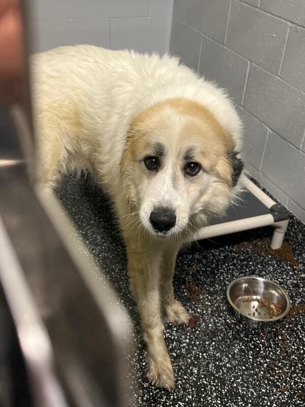 Enlarge Benz, a Adoptable Great Pyrenees in Jackson, TN image 3/4