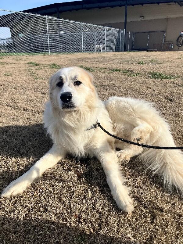 Enlarge Benz, a Adoptable Great Pyrenees in Jackson, TN image 4/4