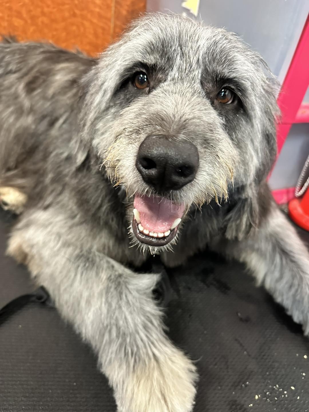 Ralphie