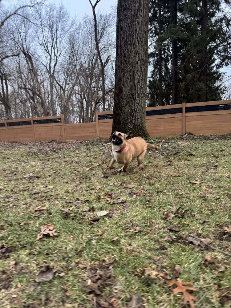 Enlarge Juneberry - In Training, a Adoptable mixed breed in Elkhart , IN image 1/2