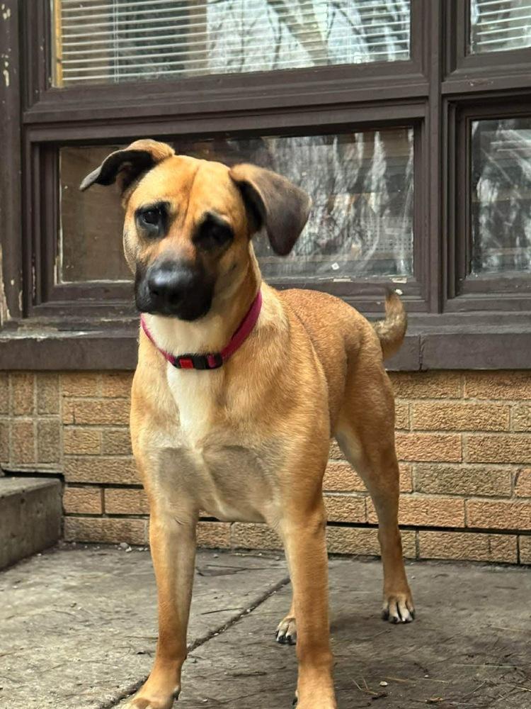 Enlarge Juneberry (Junebee) – In Training, a Adoptable mixed breed in Elkhart , IN image 2/4