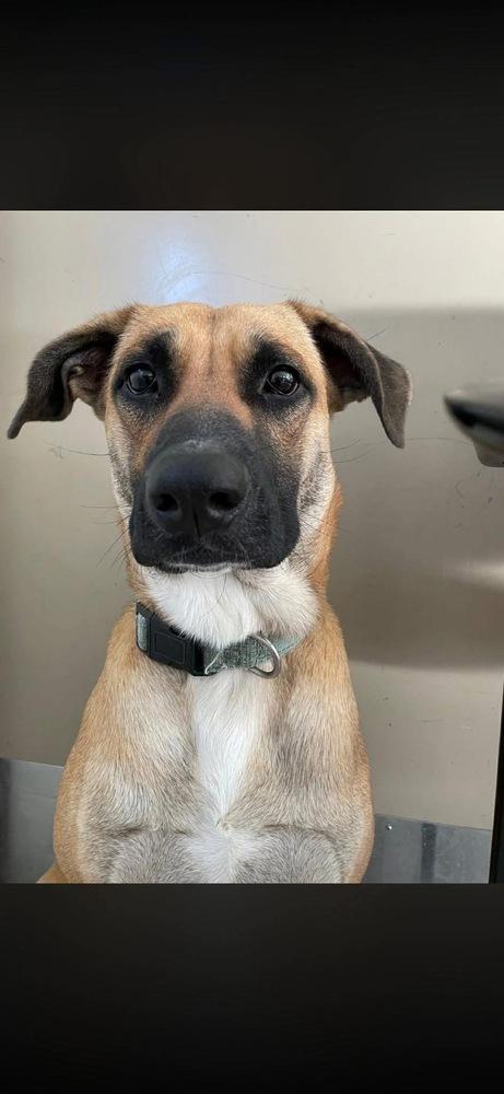 Enlarge Juneberry (Junebee) – In Training, a Adoptable mixed breed in Elkhart , IN image 3/4