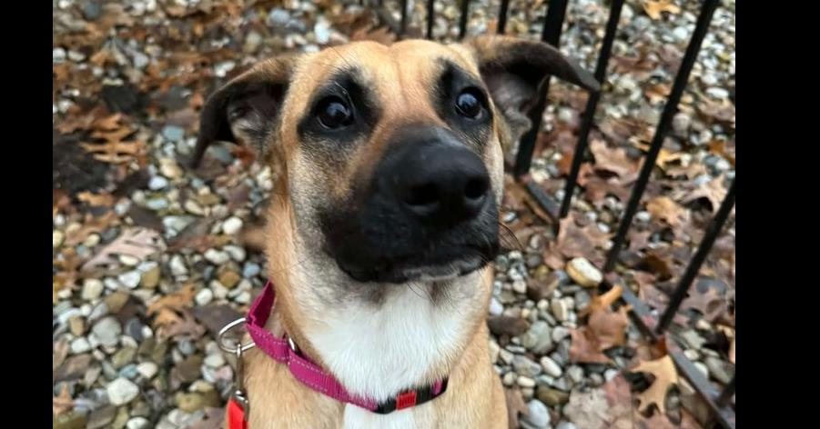 Enlarge Juneberry (Junebee) – In Training, a Adoptable mixed breed in Elkhart , IN image 4/4