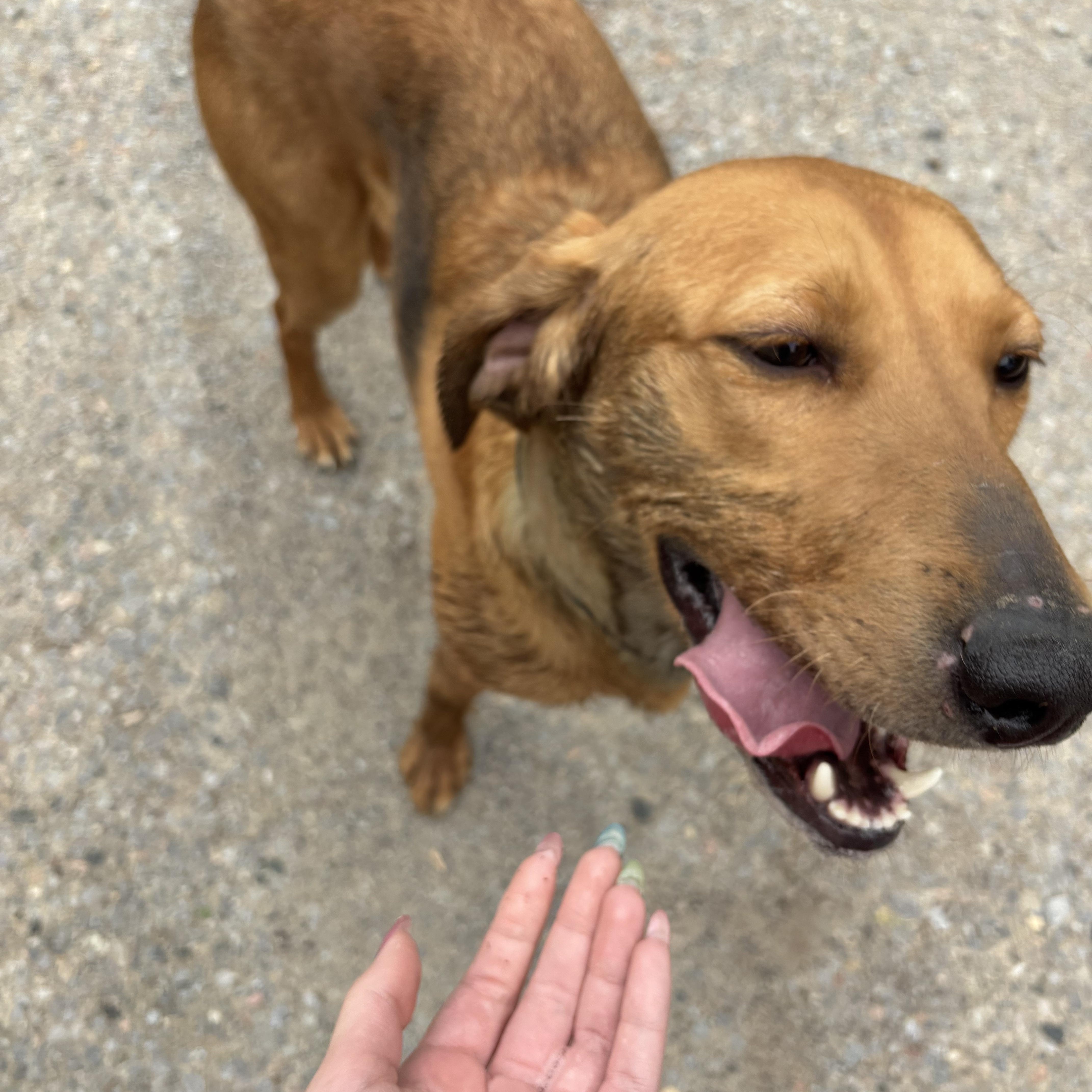 Scooby, Adoptable, Adult Male Hound.