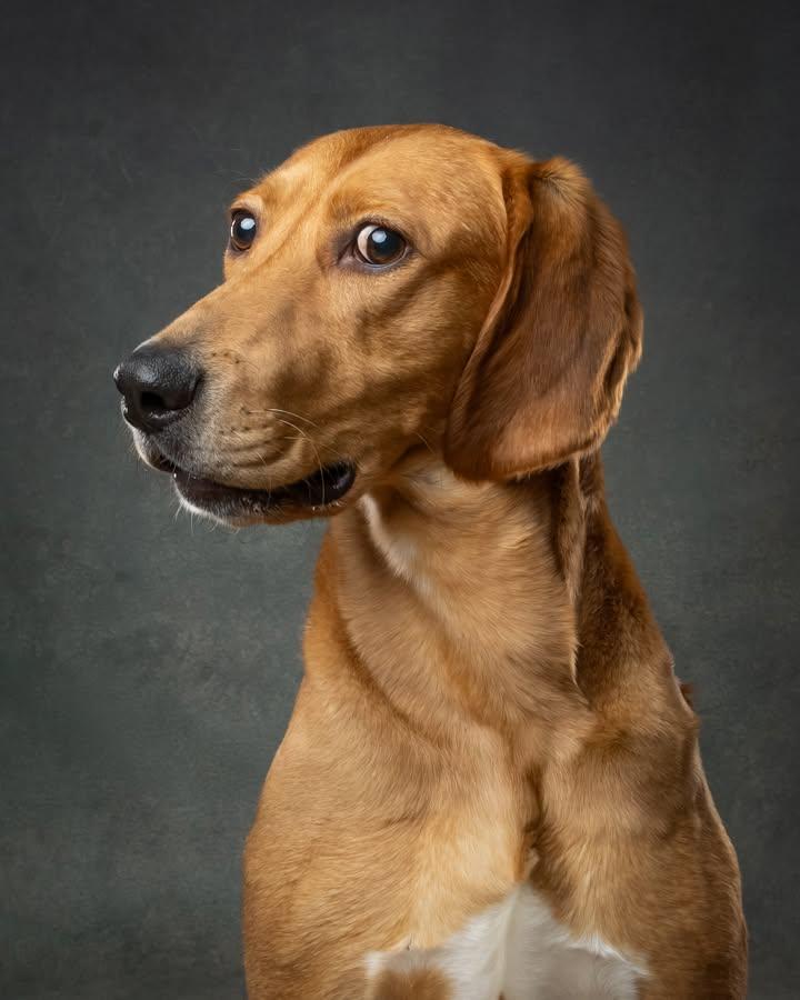 Enlarge Scooby, a Adoptable mixed breed in Oshawa, ON image 2/3