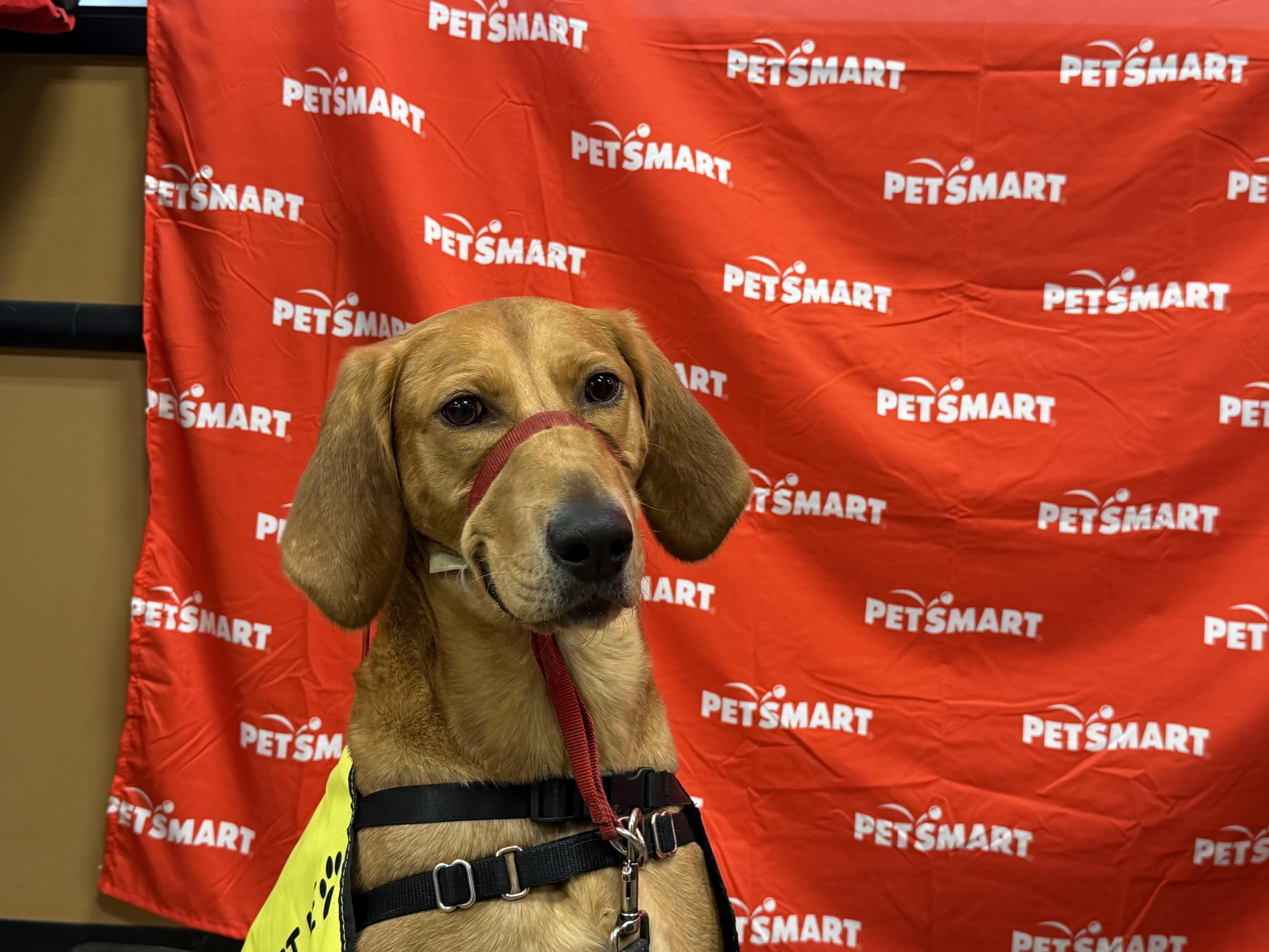 Scooby, Adoptable, Adult Male Hound.