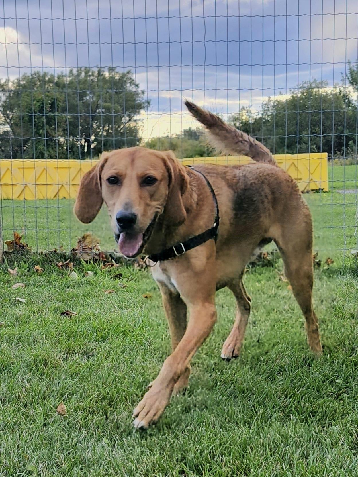 Scooby, a Adoptable mixed breed in Oshawa, ON image 2/5