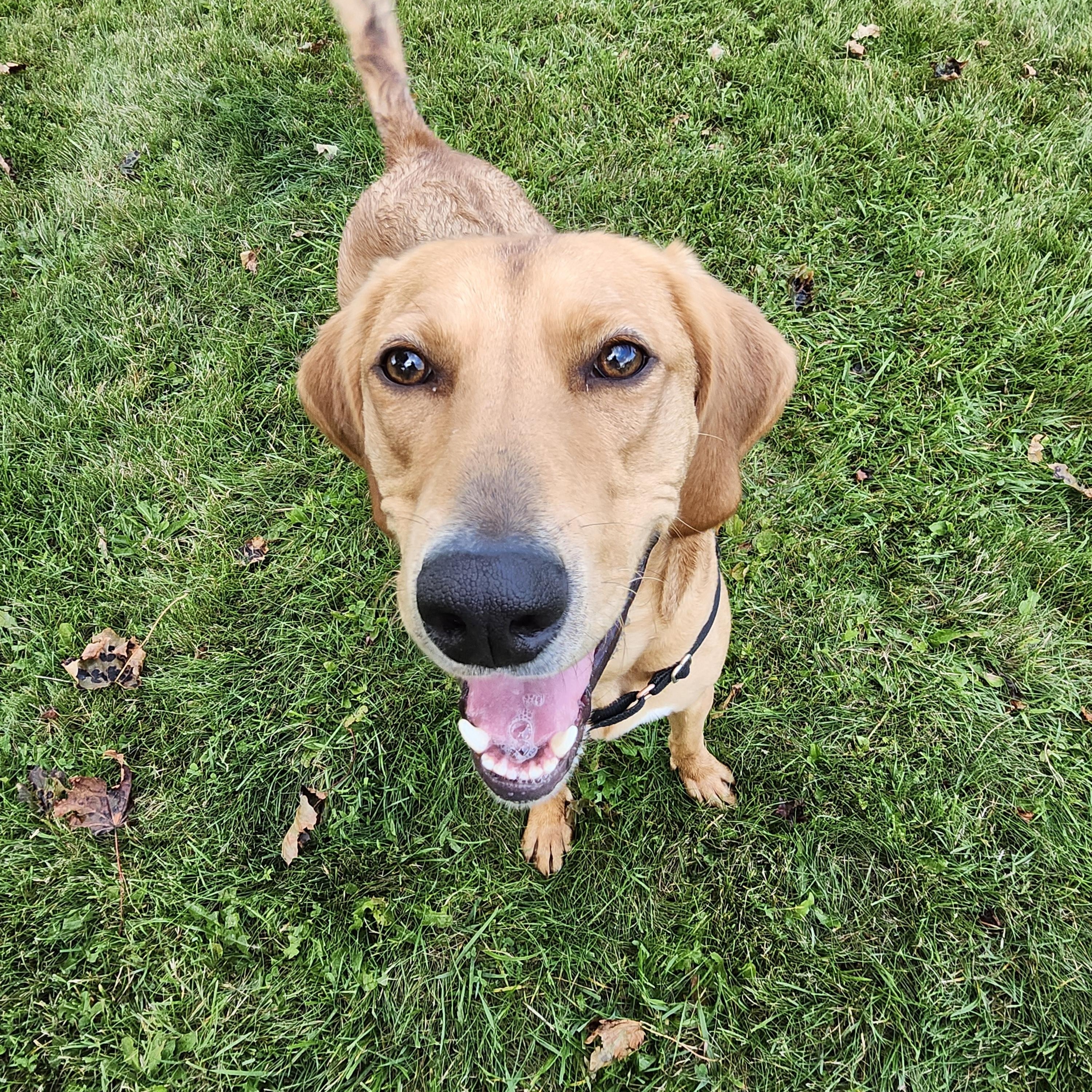 Scooby, a Adoptable mixed breed in Oshawa, ON image 5/5