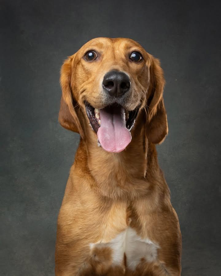 Enlarge Scooby, a Adoptable mixed breed in Oshawa, ON image 3/3