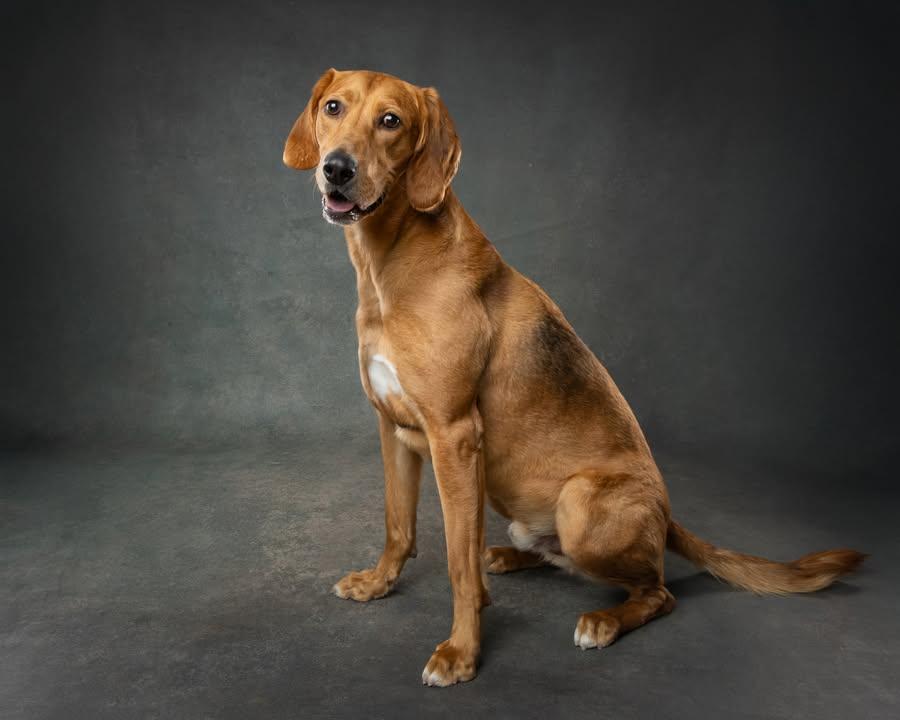 Enlarge Scooby, a Adoptable mixed breed in Oshawa, ON image 1/3