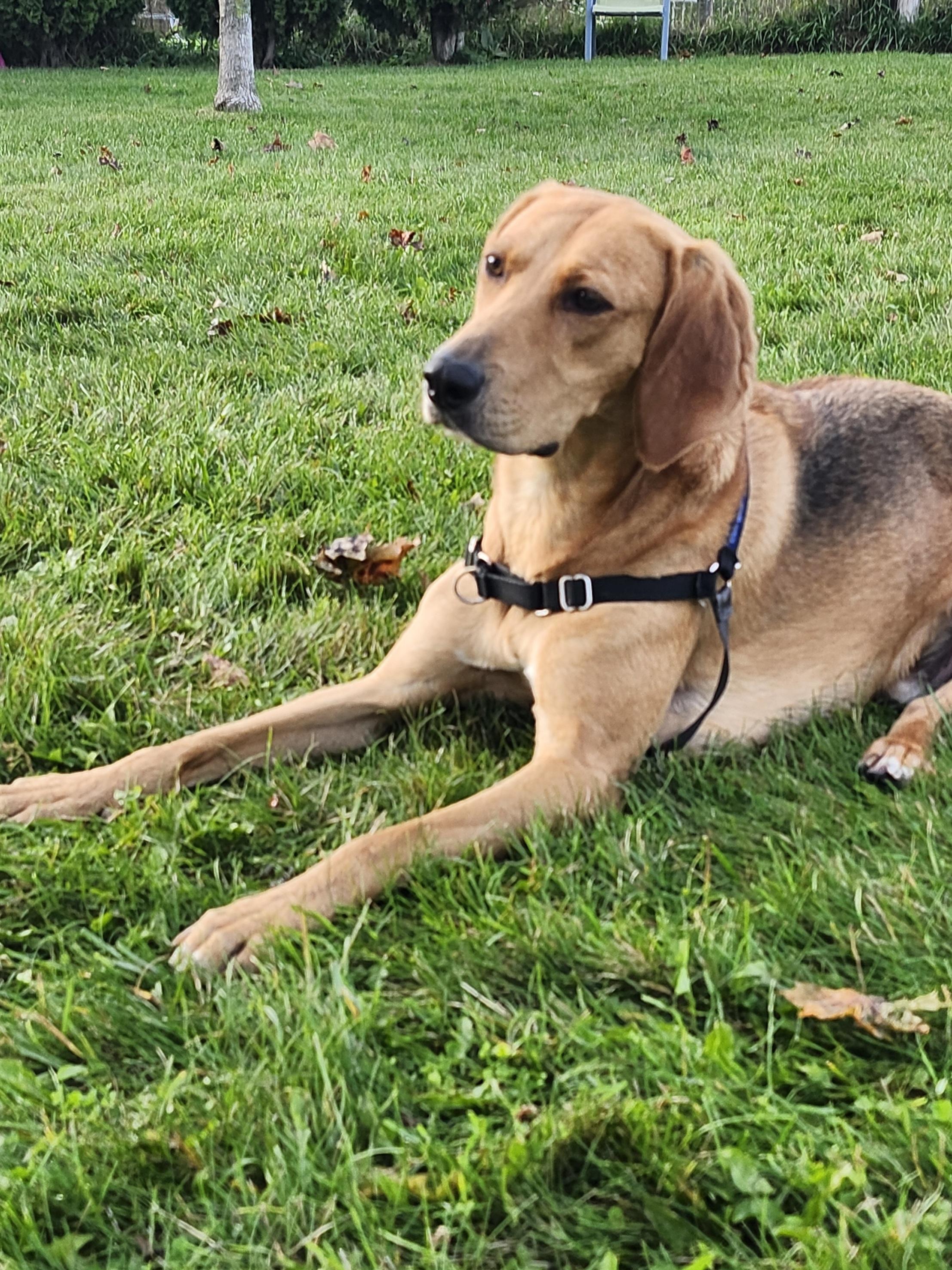 Scooby, a Adoptable mixed breed in Oshawa, ON image 3/5