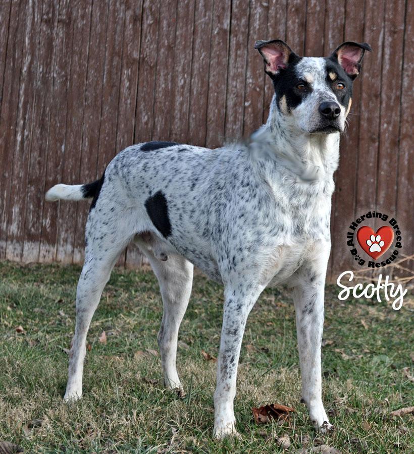 Scotty photo 2