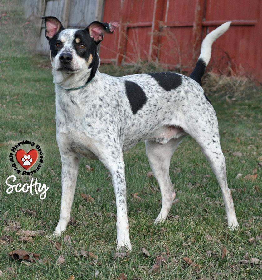 Scotty