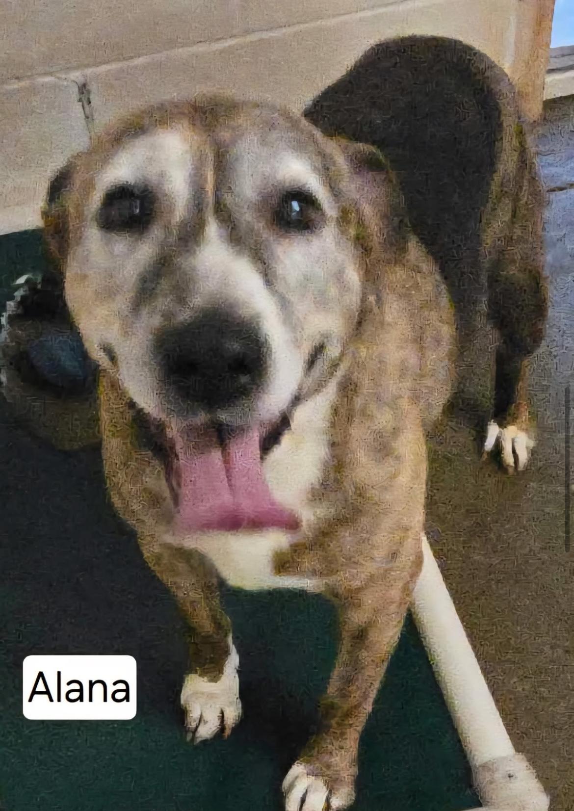 Alana cs (senior!), Senior Female unknown