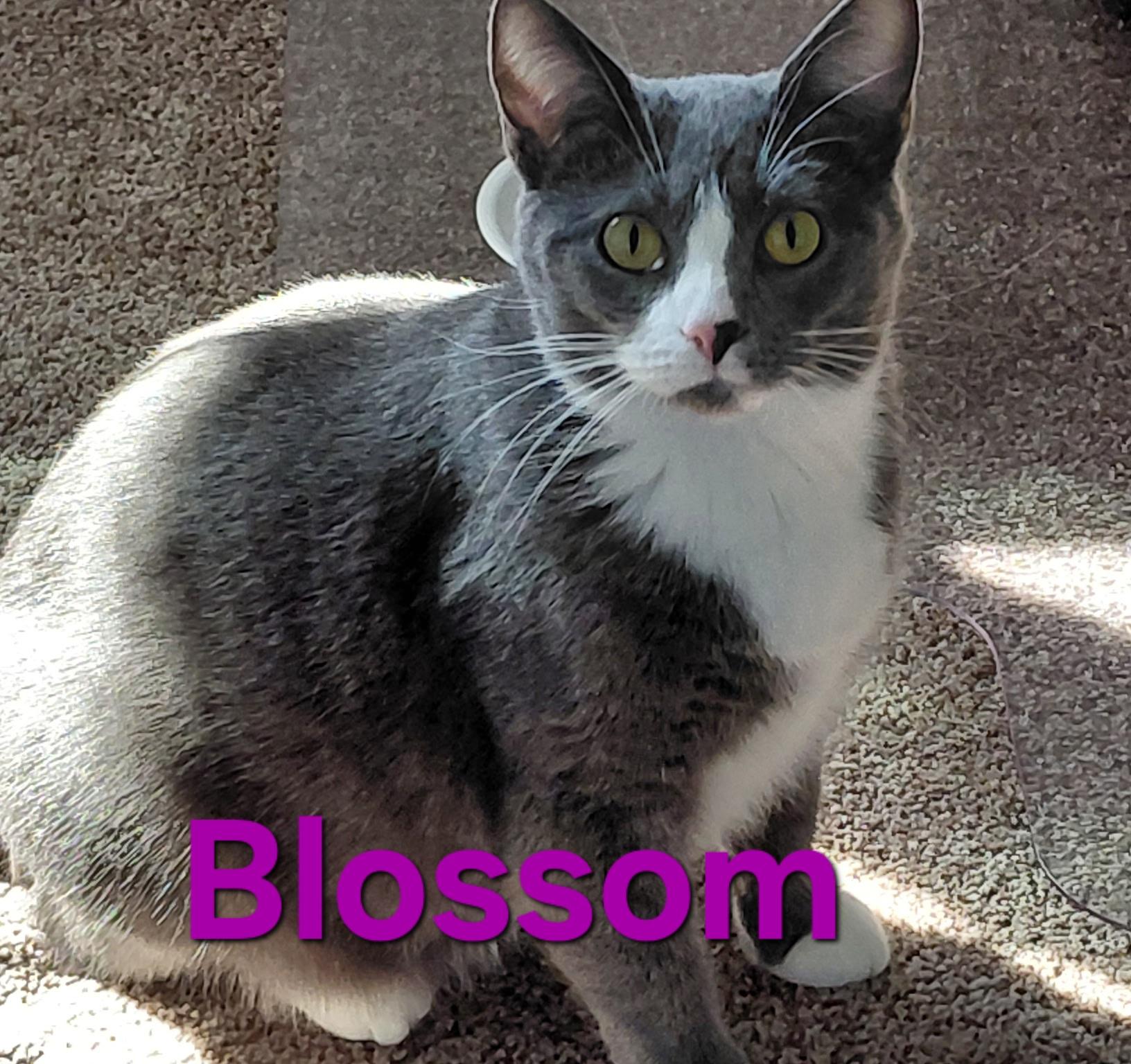 Enlarge Blossom, a ADOPTABLE Domestic Short Hair in Peoria, IL image 1/1